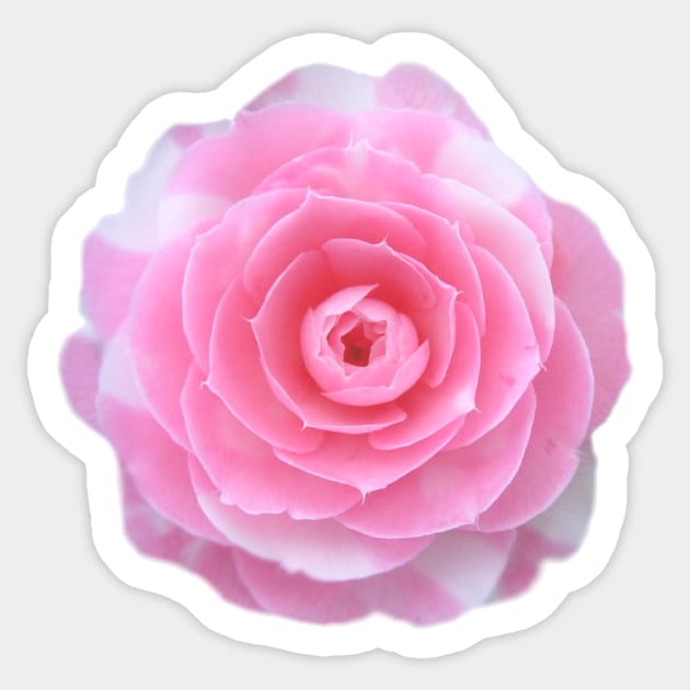 pink camellia flower Sticker by ghjura